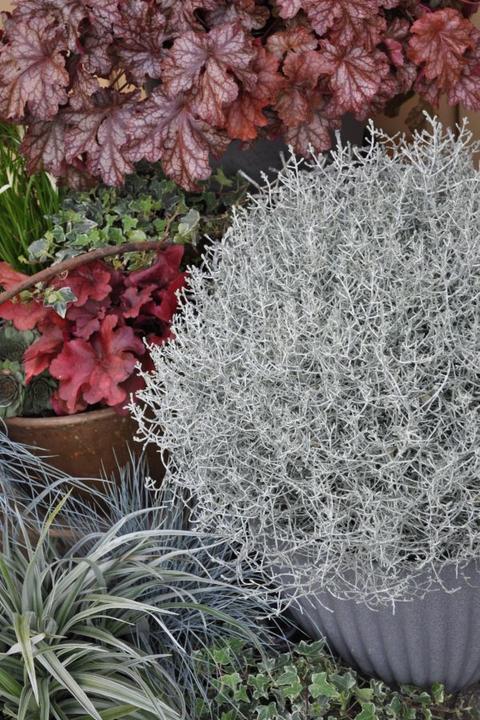 Produktbild Säntispracht Silberkopf - Calocephalus Brownii (60 cm)