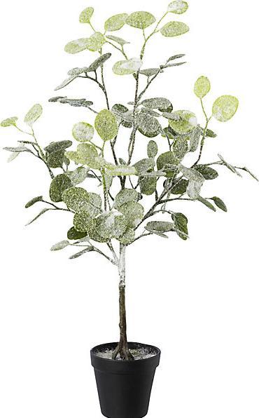 Image du produit kaiserkraft Eucalyptus en pot, givré, lot de 3, hauteur h.t. 580 mm. (58 cm)