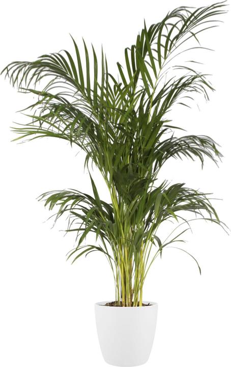 Produktbild Elho Brussels (13.50 cm)