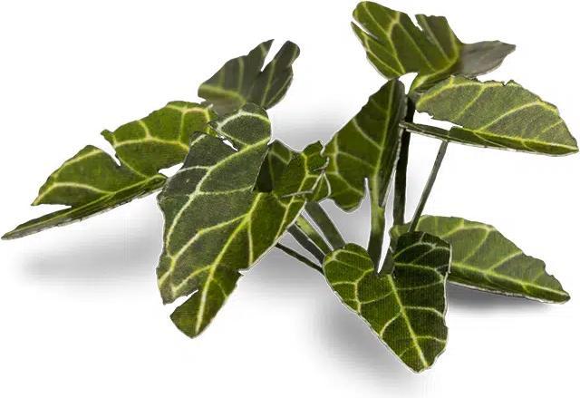 Actual product image Gamers Grass Laser Plants - Elephant Ear