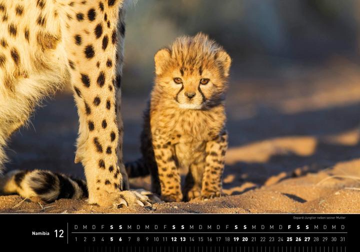 Produktbild Namibia Premiumkalender 2026 (50 x 35 cm, Harter Einband, Deutsch)