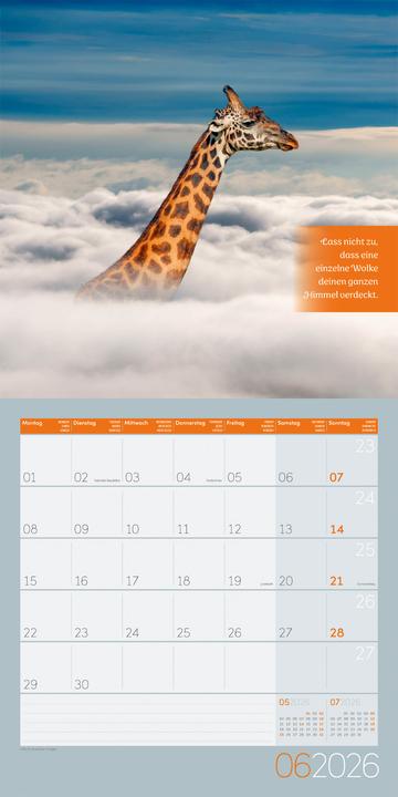 Actual product image Alles wird gut! Kalender 2026 - 30x30 (30 x 30 cm, Hardcover, French, English)
