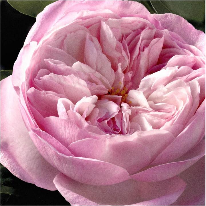 Actual product image Chloé Rose Natural Intense Eau de Parfum Refillable (Eau de parfum, 100 ml)