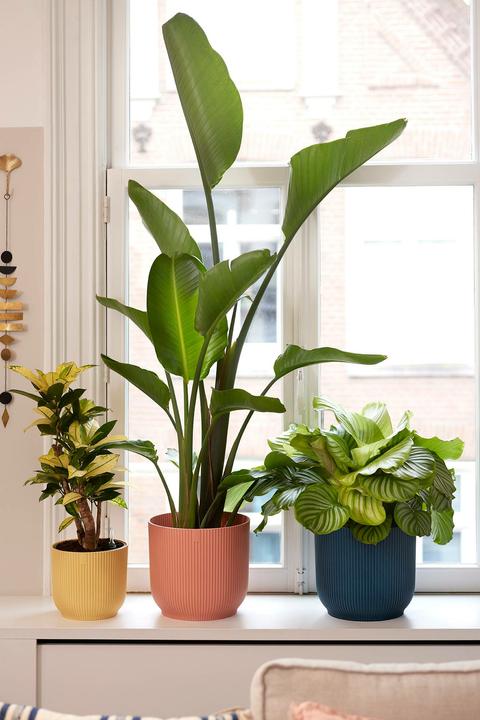 Produktbild Elho Vibes Fold (18.35 cm)