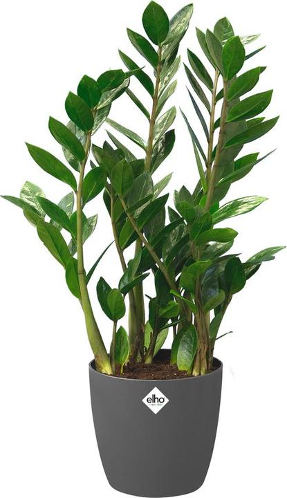 Produktbild Elho Brussels (29.50 cm)