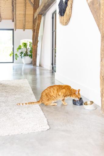 Actual product image Designed by Lotte Melamine Bowl Cat Vita