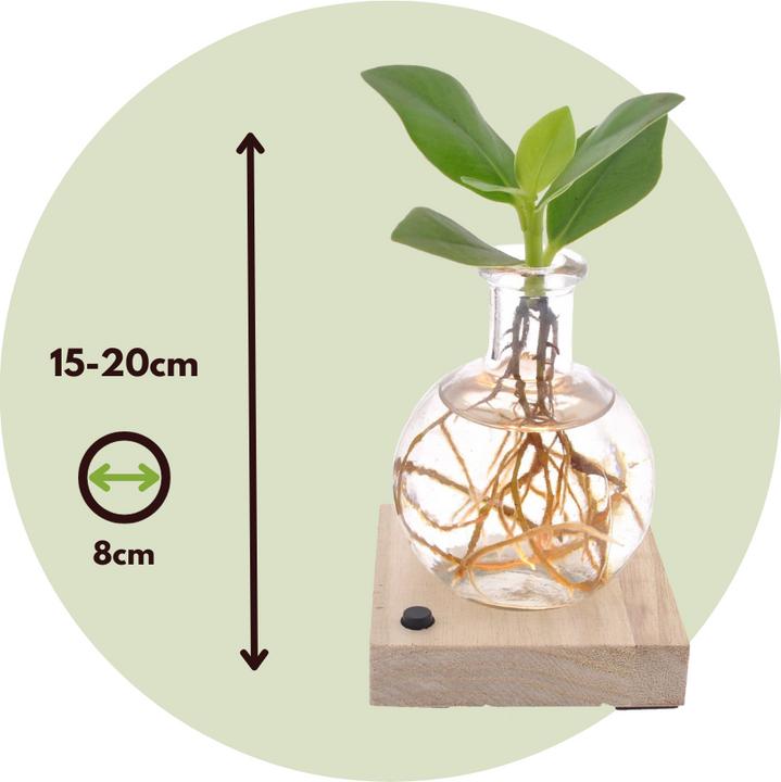 Immagine prodotto Plant in a Box Clusia rosea Princess - In un bicchiere con LED (20 cm)