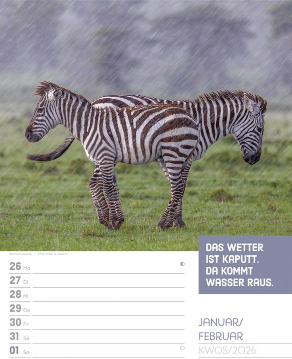 Produktbild Tierisch! Sprüchekalender - Wochenplaner Kalender 2026 (25 x 33 cm, Harter Einband, Deutsch)