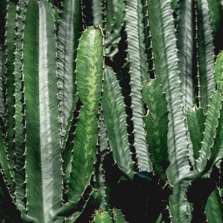 Actual product image Plant in a Box Euphorbia ingens - Candelabra Euphorbia Cactus (50 cm)