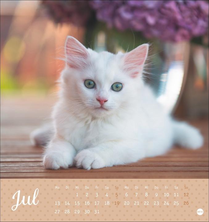 Produktbild Katzen Postkartenkalender Kleine Tiger 2026 (16 x 17 cm, Harter Einband, Deutsch)