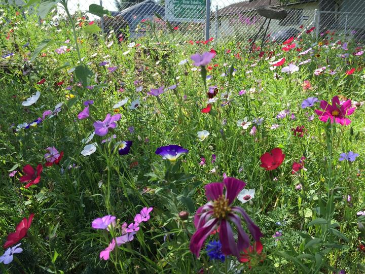 Produktbild Ökohum Bodensee Blütentraum Augenweide (Blumensamen)
