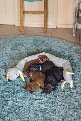 Image du produit Beeztees Chien (Jouet pour chiot)