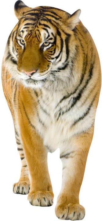 Actual product image Trenddeko Real Tiger (56 x 120 cm)