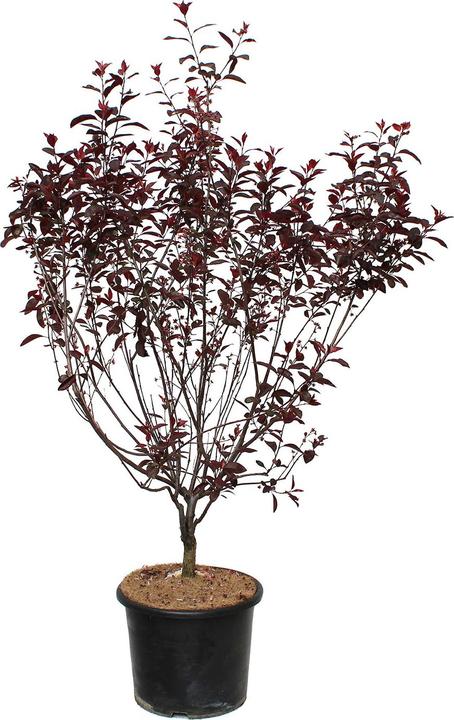 Produktbild Zulauf Zwerg-Blut-Pflaume / Prunus cistena (125 cm)