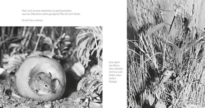 Image du produit La petite souris aux pommes (livre d'images cartonné) (Allemand)