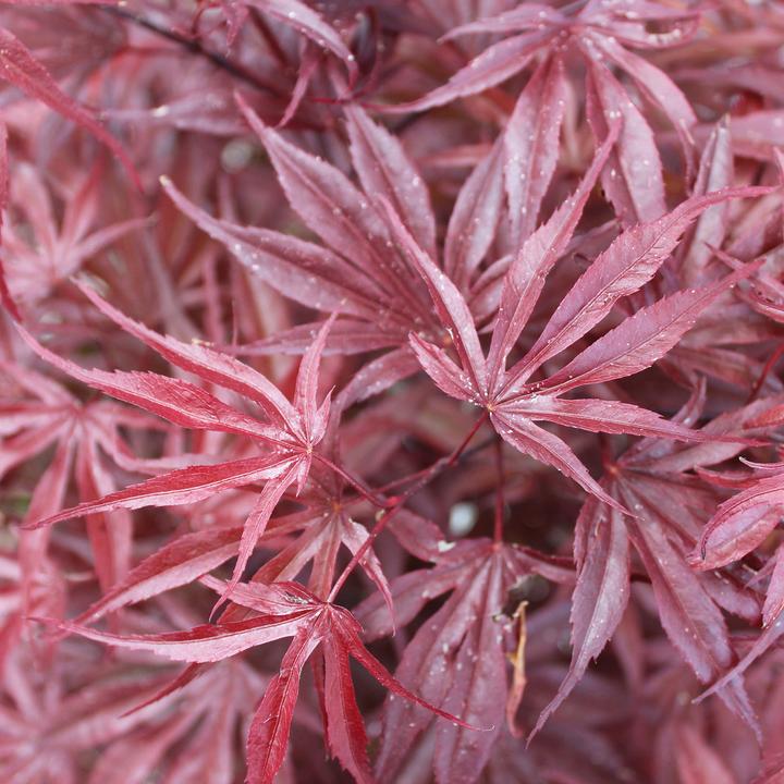 Image du produit Zulauf Japanischer Fächer-Ahorn Acer palmatum 'Peve Dave' (70 cm)
