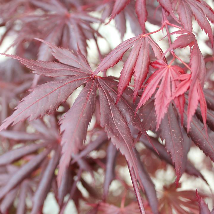 Produktbild Zulauf Japanischer Fächer-Ahorn / Acer palmatum 'Trompenburg' (80 cm)