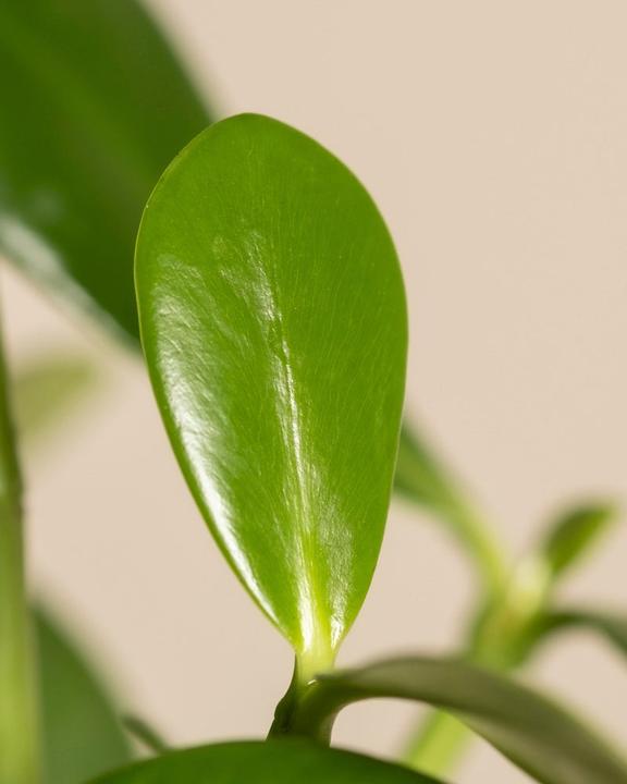 Actual product image feey Clusia rosea 'Princess' (45 cm, Freshly repotted)
