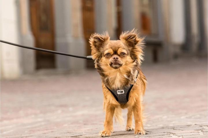 Produktbild Curli Geschirr Merino (3XS, Hund, Allgemein)