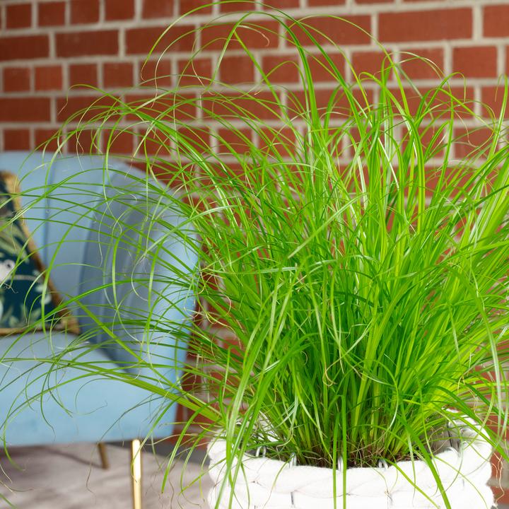 Produktbild Flowerbox Echtes Katzengras - Cyperus alternifolius "Zumula" (1 Stk.)