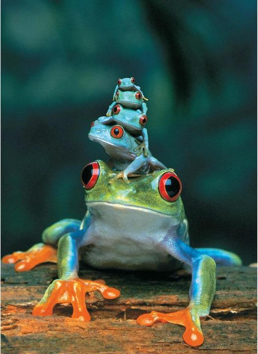 Actual product image Eurographics Red-eyed Tree Frog (1000 pieces)