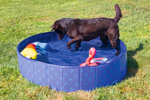 Immagine prodotto Beeztees Piscina per cani (Piscina per cani)