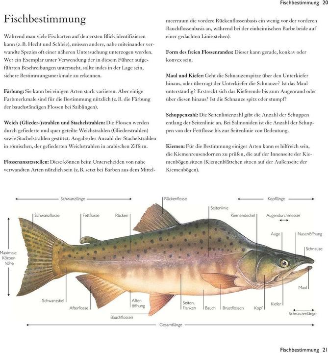 Actual product image Freshwater fish (19 cm)