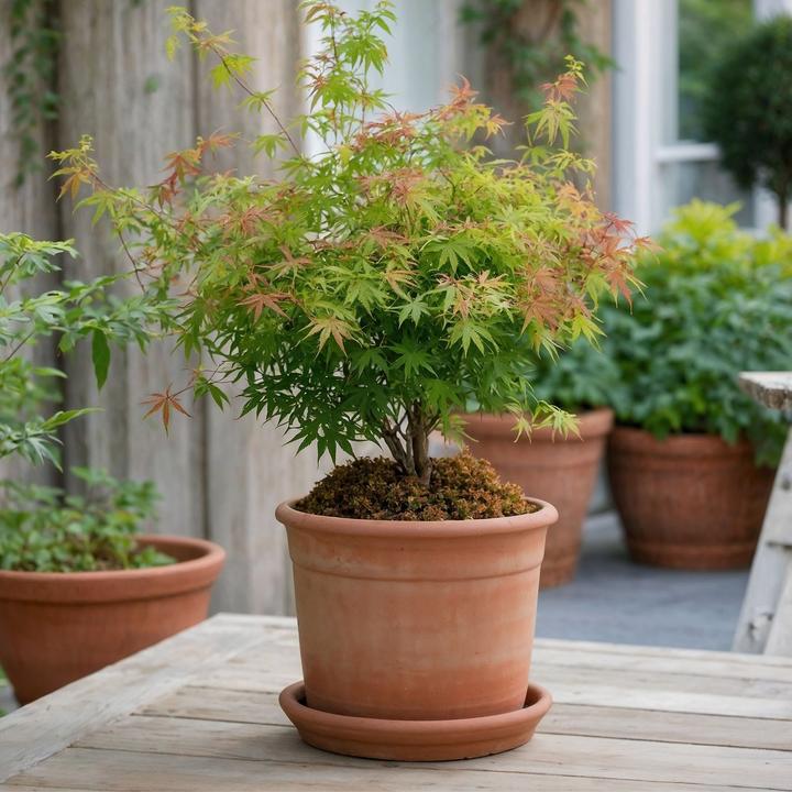 Produktbild Plant in a Box Acer palmatum 'Little Princess' - Japanischer Ahorn (45 cm)