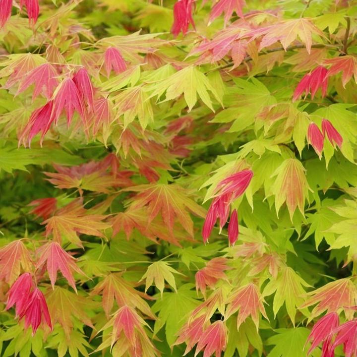 Immagine prodotto Plant in a Box Acer palmatum 'Moonrise' - Acero (40 cm)