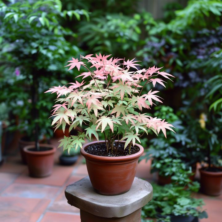 Image du produit Plant in a Box Acer Palmatum 'Taylor' - Érable à feuilles d'obier (50 cm)