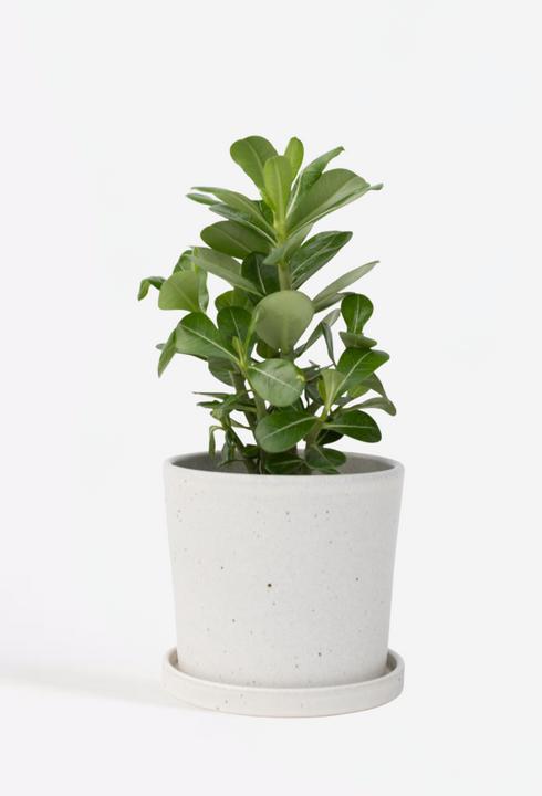Actual product image Plant in a Box Adenium Obesum - Desert Rose (25 cm)