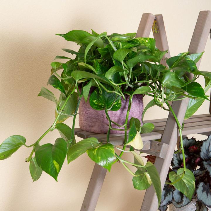Immagine prodotto VEG and the City Firat (Edera Epipremnum aureum) (20 cm)