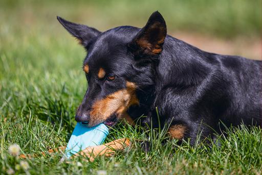 Productafbeelding Beeztees Fill-n-Freeze (Kauwspeeltje voor honden)