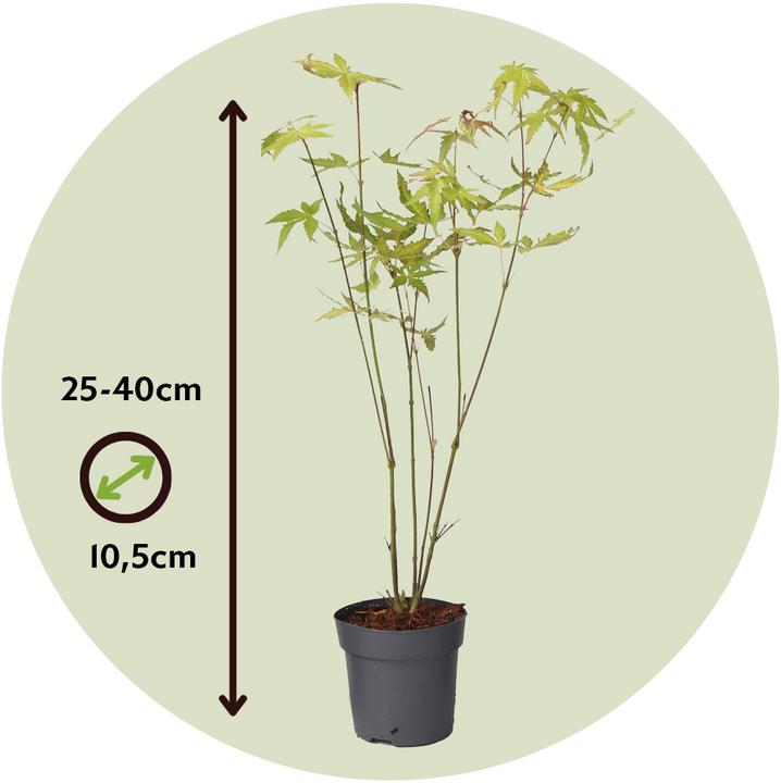 Image du produit Plant in a Box Acer palmatum 'Orange Dream' - Érable à feuilles d'or (25 cm)
