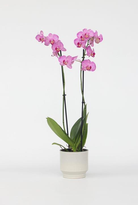 Actual product image Plant in a Box Phalaenopsis - Butterfly Orchid (50 cm)
