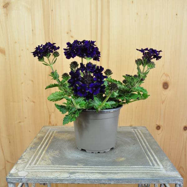 Actual product image Säntispracht Set of 4, The compact growing verbena - Verbena Cultivars Lascar Black Velvet (25 cm)