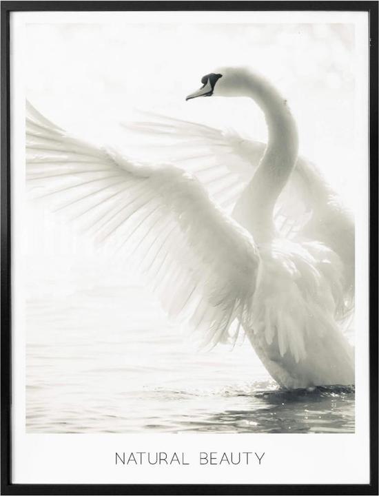 Actual product image Trenddeko Majestic swan - Natural Beauty (100 x 120 cm)