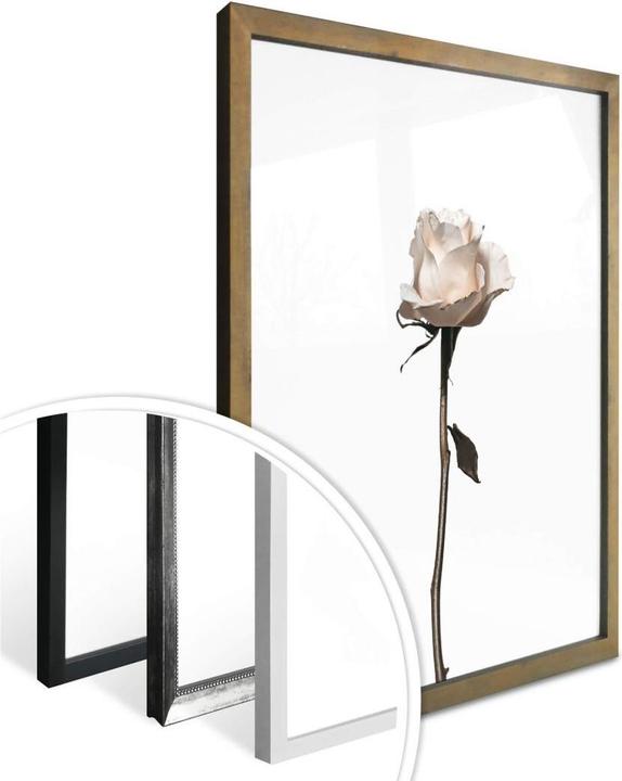 Immagine prodotto Trenddeko La rosa bianca (30 x 40 cm)