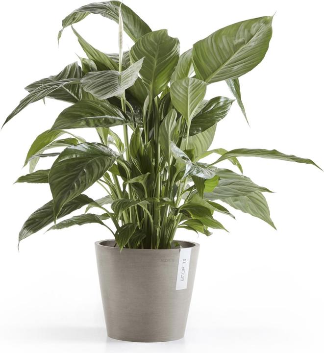 Produktbild Ecopots Amsterdam (20 cm)