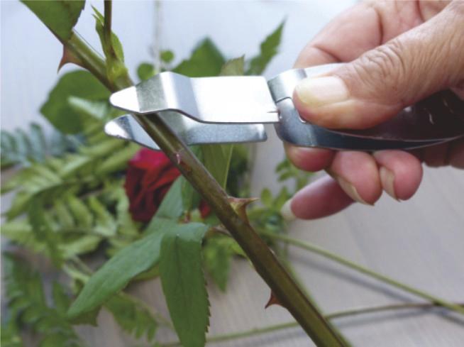 Produktbild Garten Primus Rosenentdorner, L„nge: 145 mm (14.50 cm)