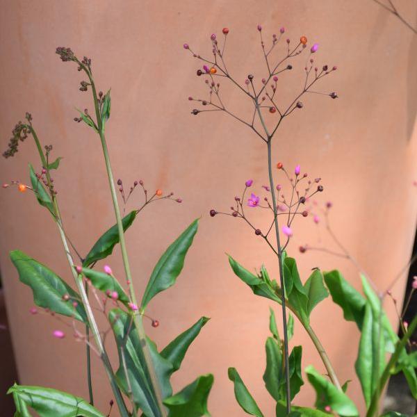 Produktbild Säntispracht Erdginseng, die Blüten- und Fruchtschmuckpflanze im Dekokorb -Talinum paniculatum Verde (50 cm)