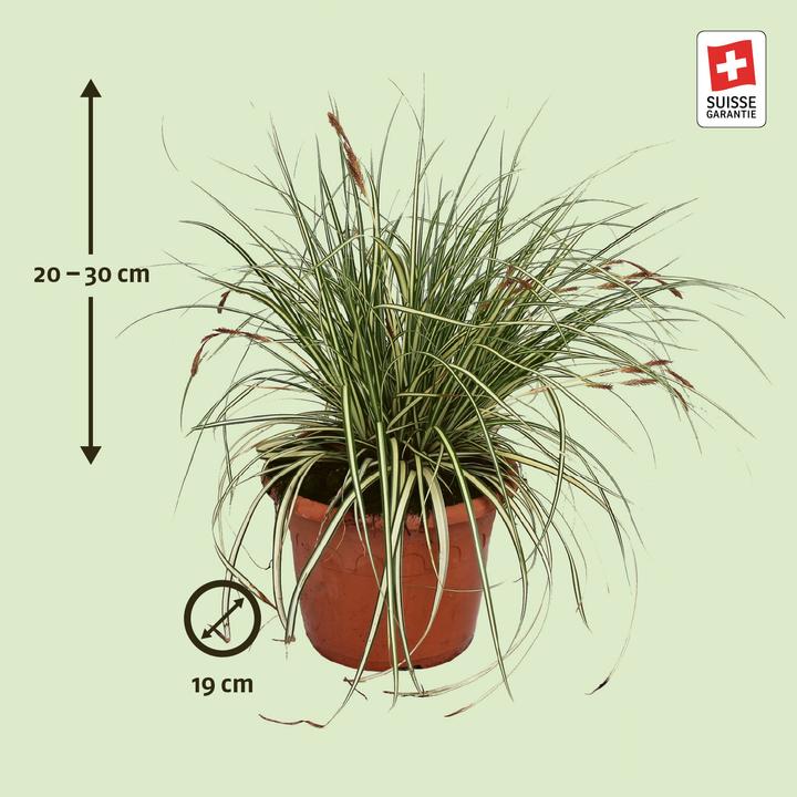 Produktbild Zulauf Carex oshimensis 'Evergold' / Japan-Segge 'Evergold' (20 cm)