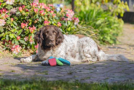 Productafbeelding Beeztees Fill-n-Freeze (Kauwspeeltje voor honden)