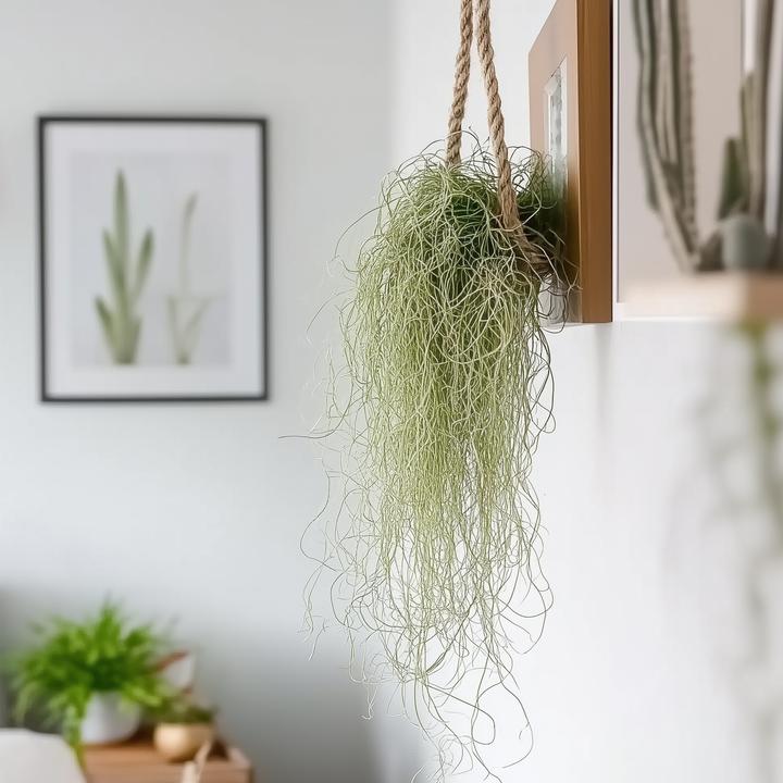 Image du produit Plant in a Box Tillandsia Usneoides (mousse d'Espagne) (25 cm)