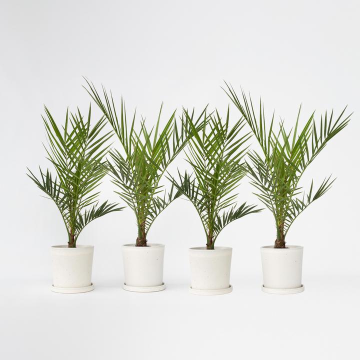 Produktbild Plant in a Box Phoenix canariensis - 4er Set Kanarische Dattelpalme (50 cm)