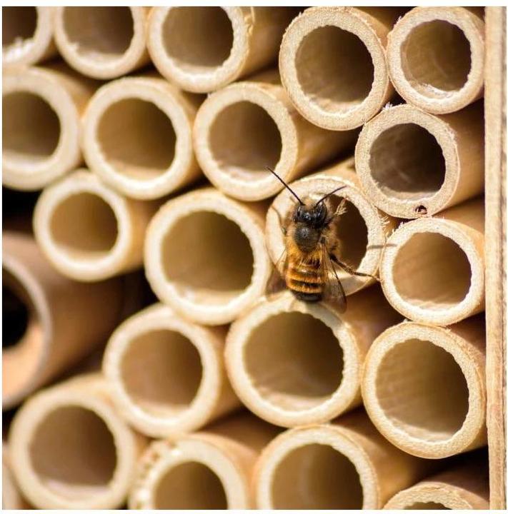 Produktbild Wildbiene BeeHome One (Wildbienen)