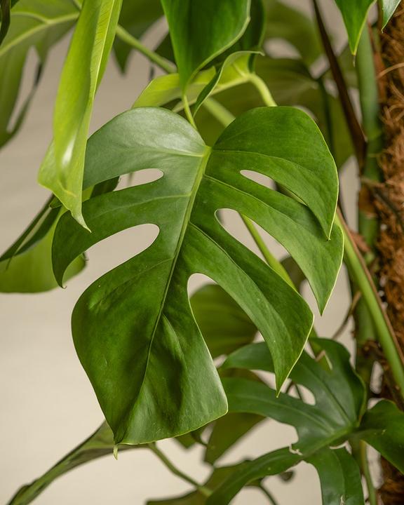 Image du produit feey Monstera XL (125 cm, Fraîchement rempotés)