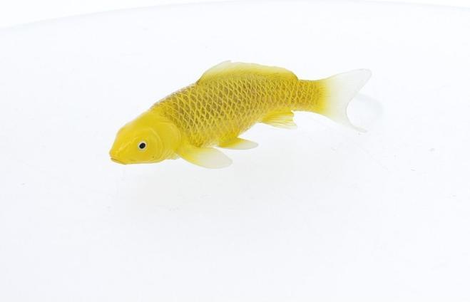Produktbild Mojo Sealife Koi-Karpfen – Kin Matsuba Koi – 381105