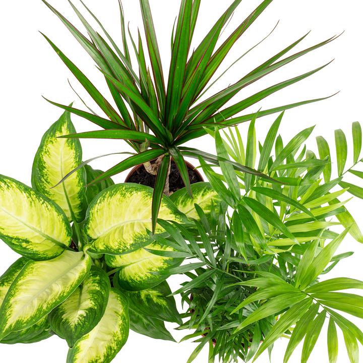 Produktbild Flowerbox 3er-Set Zimmerpflanzen Chamaedorea, Dieffenbachie, Dracaena