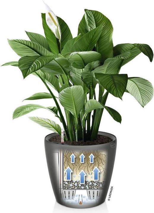 Actual product image Lechuza Classico (43 cm)